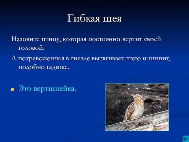 Гибкая шея Назовите птицу, которая постоянно вертит своей головой. А потревоженная