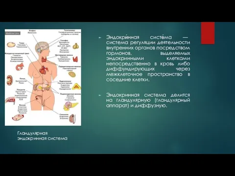 Эндокри́нная систе́ма — система регуляции деятельности внутренних органов посредством гормонов, выделяемых