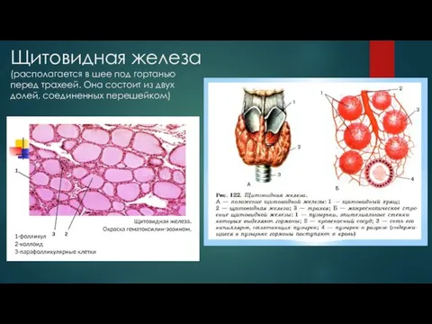 Щитовидная железа (располагается в шее под гортанью перед трахеей. Она состоит из двух долей, соединенных перешейком)