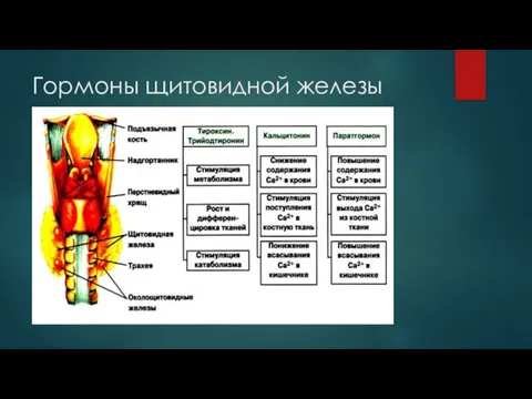 Гормоны щитовидной железы