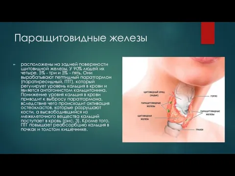 Паращитовидные железы расположены на задней поверхности щитовидной железы. У 90% людей