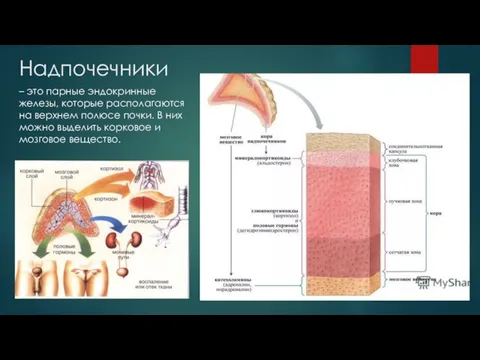 Надпочечники – это парные эндокринные железы, которые располагаются на верхнем полюсе