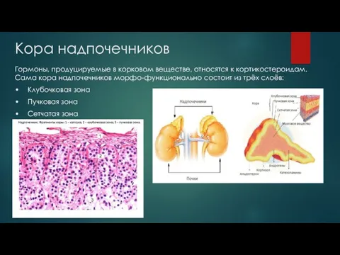 Кора надпочечников Гормоны, продуцируемые в корковом веществе, относятся к кортикостероидам. Сама