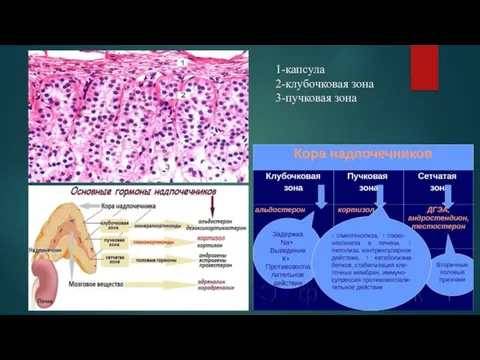 1-капсула 2-клубочковая зона 3-пучковая зона