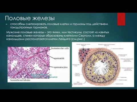 Половые железы способны синтезировать половые клетки и гормоны под действием гонадотропных