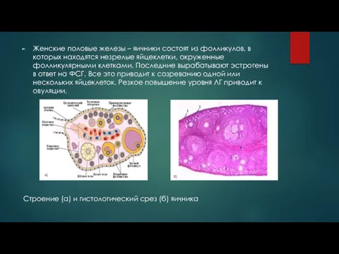 Женские половые железы – яичники состоят из фолликулов, в которых находятся