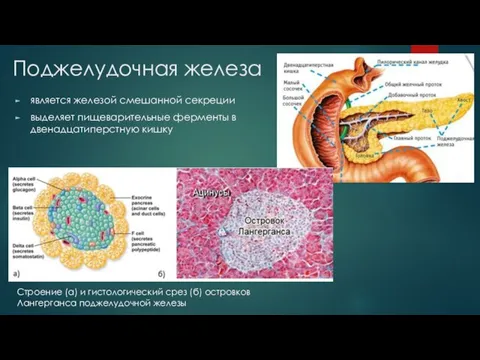 Поджелудочная железа является железой смешанной секреции выделяет пищеварительные ферменты в двенадцатиперстную