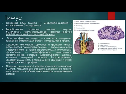 Тимус Основная роль тимуса — дифференцировка и клонирование Т-лимфоцитов. Вырабатывает гормоны:
