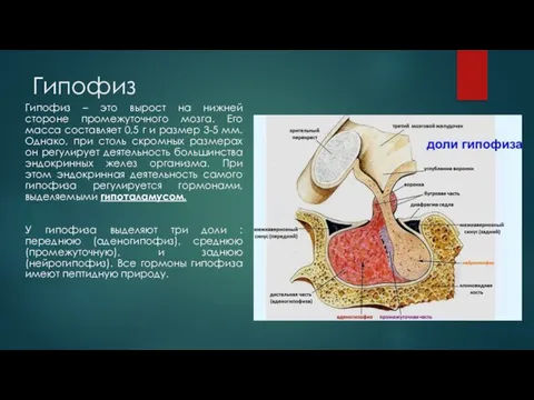 Гипофиз Гипофиз – это вырост на нижней стороне промежуточного мозга. Его