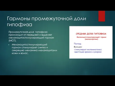 Гармоны промежуточной доли гипофиза Промежуточная доля гипофиза происходит от передней и