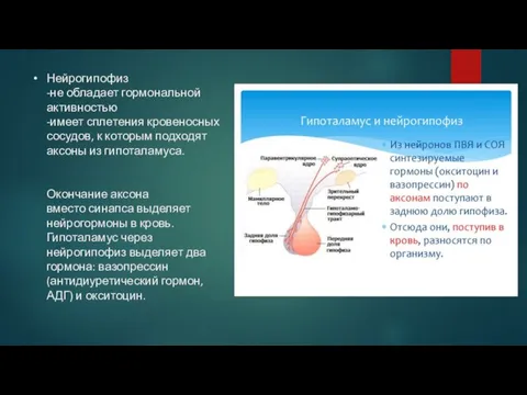 Нейрогипофиз -не обладает гормональной активностью -имеет сплетения кровеносных сосудов, к которым