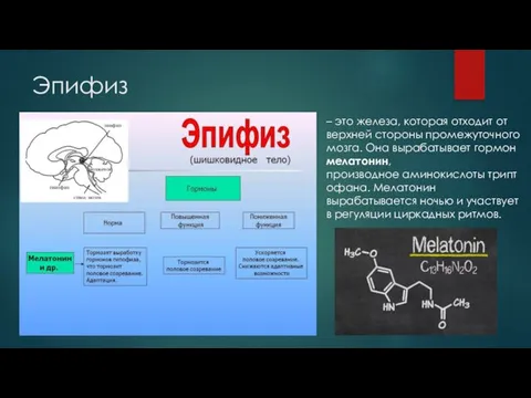 Эпифиз – это железа, которая отходит от верхней стороны промежуточного мозга.