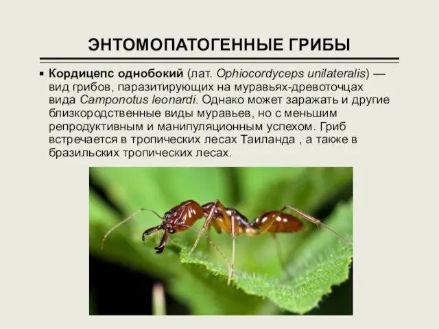 ЭНТОМОПАТОГЕННЫЕ ГРИБЫ Кордицепс однобокий (лат. Ophiocordyceps unilateralis) —вид грибов, паразитирующих на