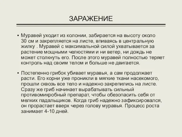 ЗАРАЖЕНИЕ Муравей уходит из колонии, забирается на высоту около 30 см