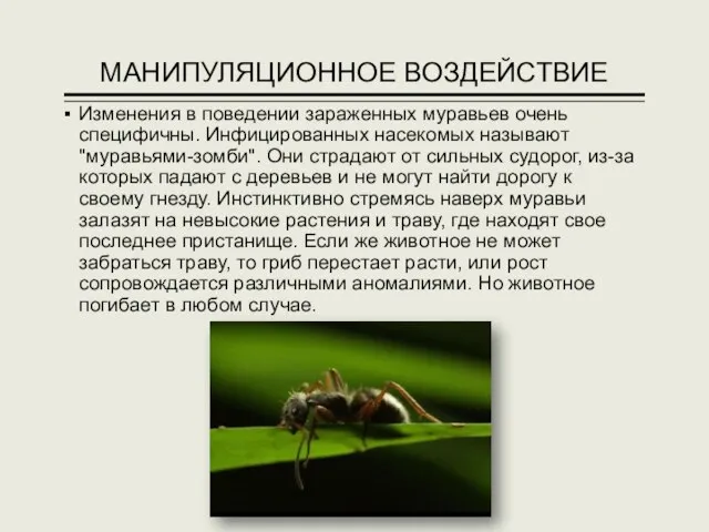 МАНИПУЛЯЦИОННОЕ ВОЗДЕЙСТВИЕ Изменения в поведении зараженных муравьев очень специфичны. Инфицированных насекомых