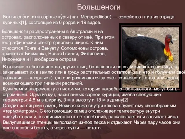 Большеноги Большено́ги, или со́рные ку́ры (лат. Megapodiidae) — семейство птиц из