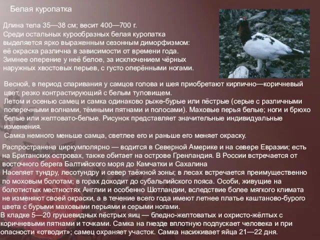 Белая куропатка Длина тела 35—38 см; весит 400—700 г. Среди остальных