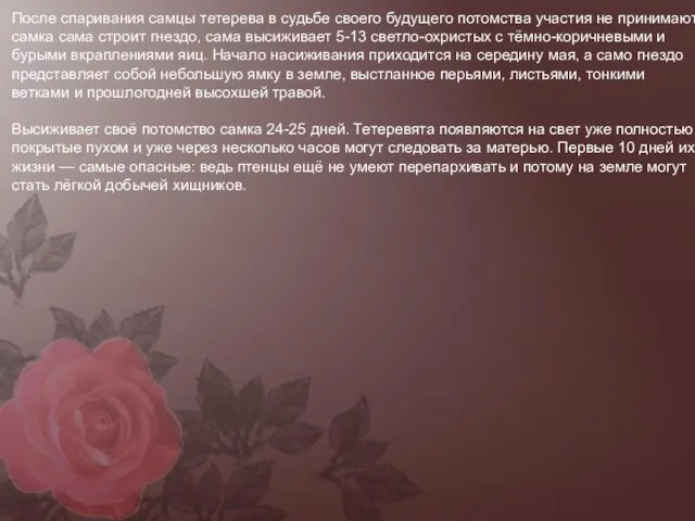 После спаривания самцы тетерева в судьбе своего будущего потомства участия не