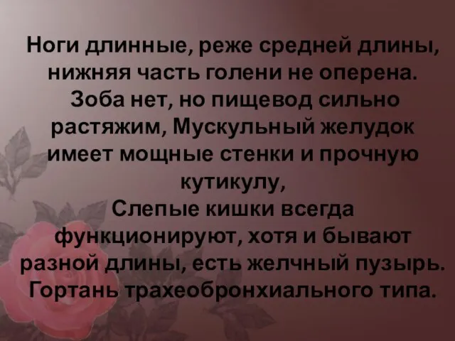 Ноги длинные, реже средней длины, нижняя часть голени не оперена. Зоба