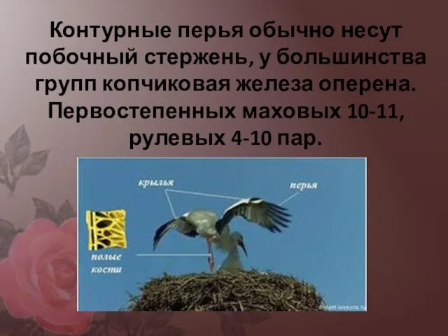 Контурные перья обычно несут побочный стержень, у большинства групп копчиковая железа