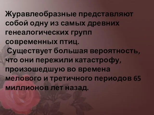 Журавлеобразные представляют собой одну из самых древних генеалогических групп современных птиц.