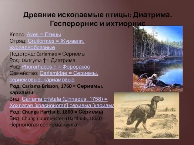 Класс: Aves = Птицы Отряд: Gruiformes = Журавли, журавлеобразные Подотряд: Cariamae