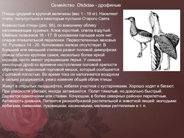 Семейство Otididae - дрофиные Птицы средней и крупной величины (вес 1