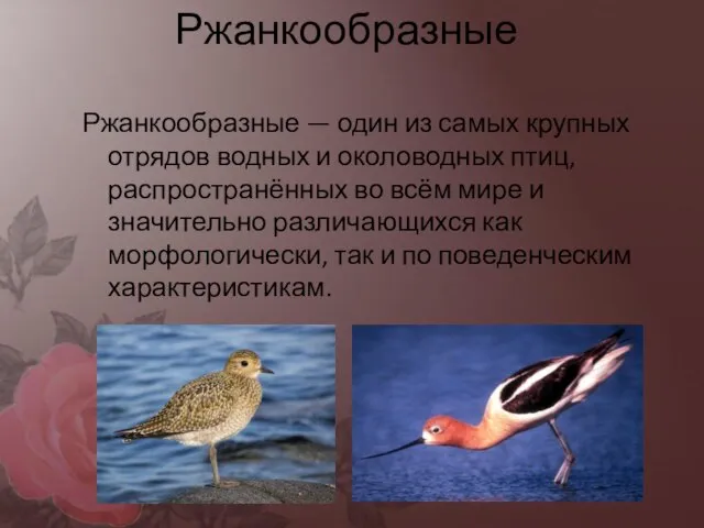 Ржанкообразные Ржанкообразные — один из самых крупных отрядов водных и околоводных