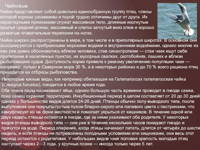 Чайковые Чайки представляют собой довольно единообразную группу птиц, члены которой хорошо