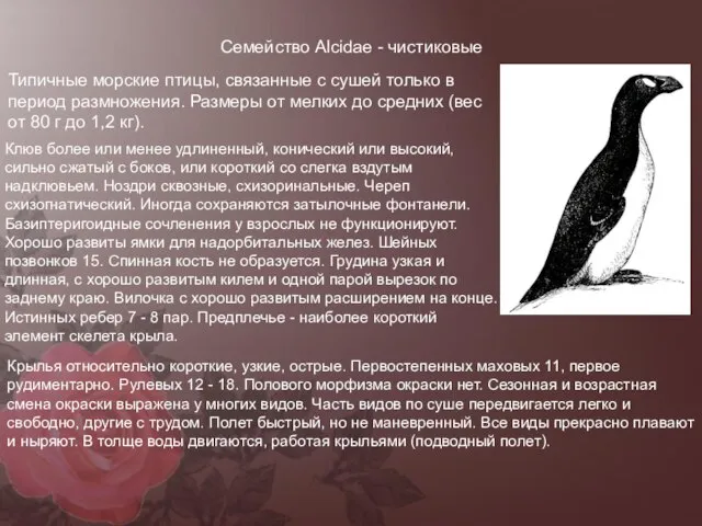 Семейство Alcidae - чистиковые Типичные морские птицы, связанные с сушей только