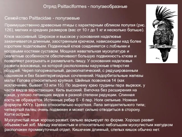 Отряд PsittасIformes - попугаеобразные Семейство Psittacidae - попугаевые Преимущественно древесные птицы