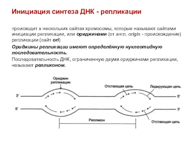 Инициация синтеза ДНК - репликации происходит в нескольких сайтах хромосомы, которые