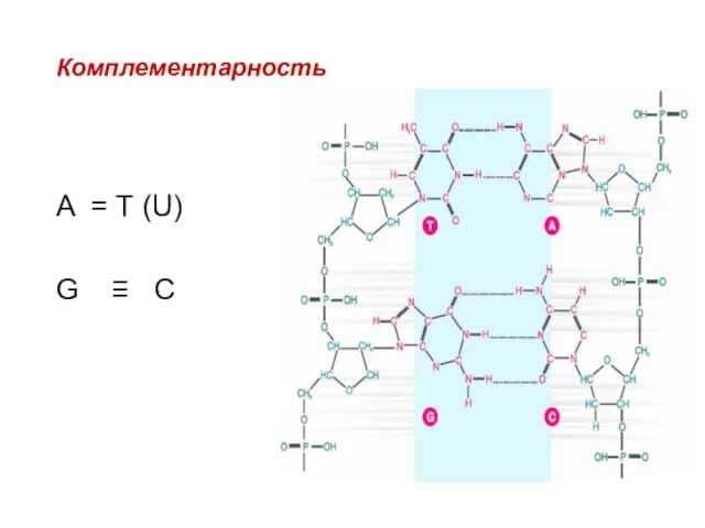 Комплементарность A = T (U) G ≡ C