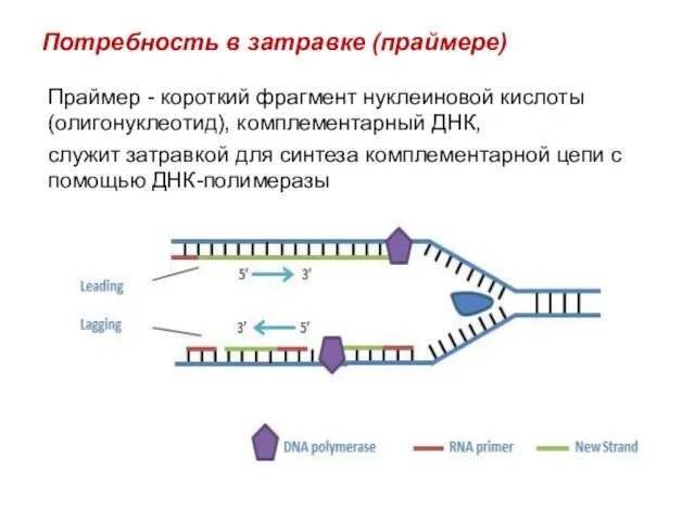 Потребность в затравке (праймере) Праймер - короткий фрагмент нуклеиновой кислоты (олигонуклеотид),