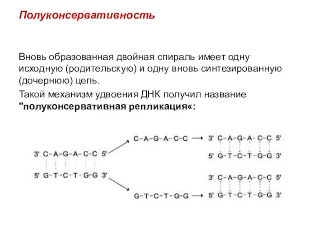 Полуконсервативность Вновь образованная двойная спираль имеет одну исходную (родительскую) и одну