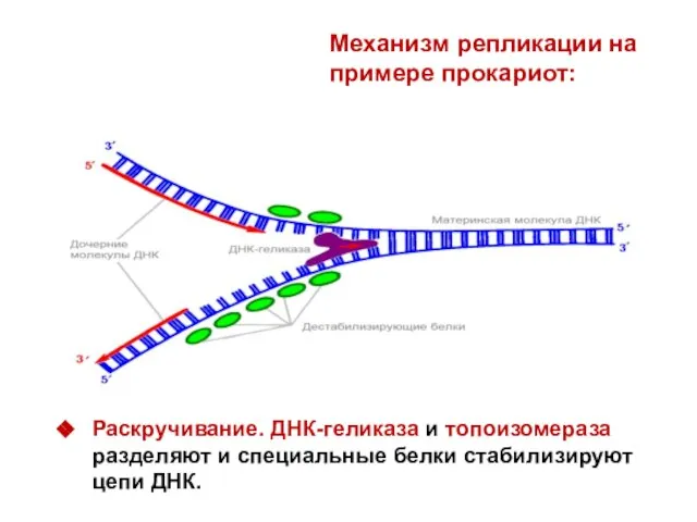 Механизм репликации на примере прокариот: Раскручивание. ДНК-геликаза и топоизомераза разделяют и специальные белки стабилизируют цепи ДНК.