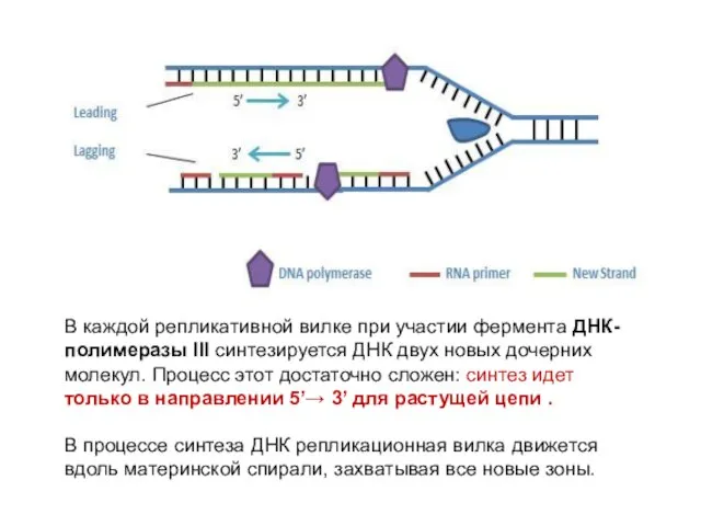 В каждой репликативной вилке при участии фермента ДНК-полимеразы III синтезируется ДНК