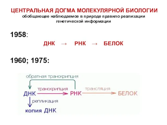 ЦЕНТРАЛЬНАЯ ДОГМА МОЛЕКУЛЯРНОЙ БИОЛОГИИ обобщающее наблюдаемое в природе правило реализации генетической