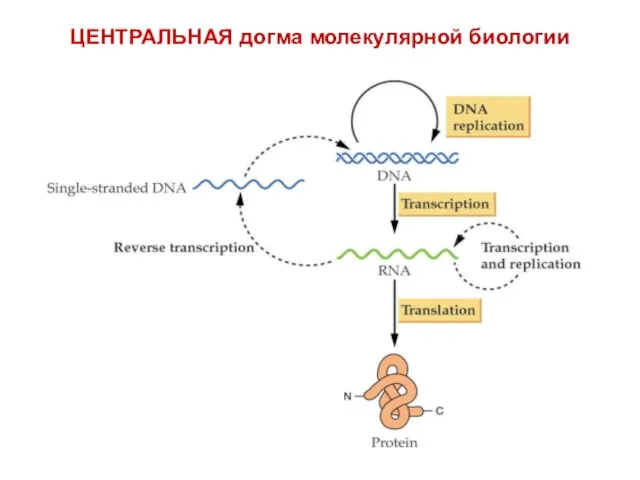 ЦЕНТРАЛЬНАЯ догма молекулярной биологии