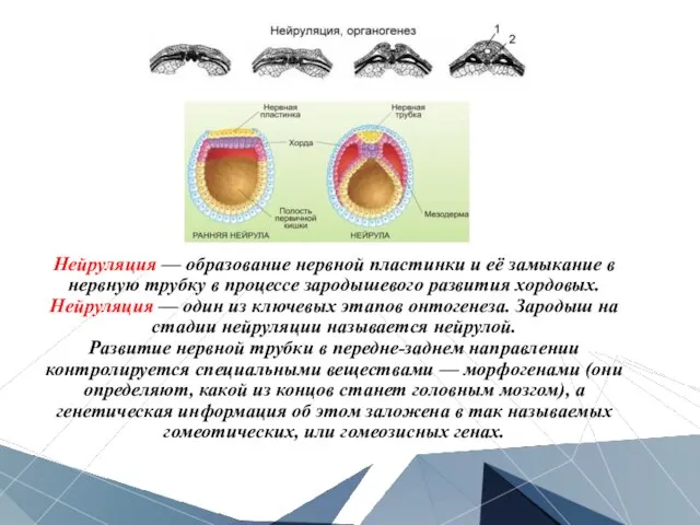 Нейруляция — образование нервной пластинки и её замыкание в нервную трубку