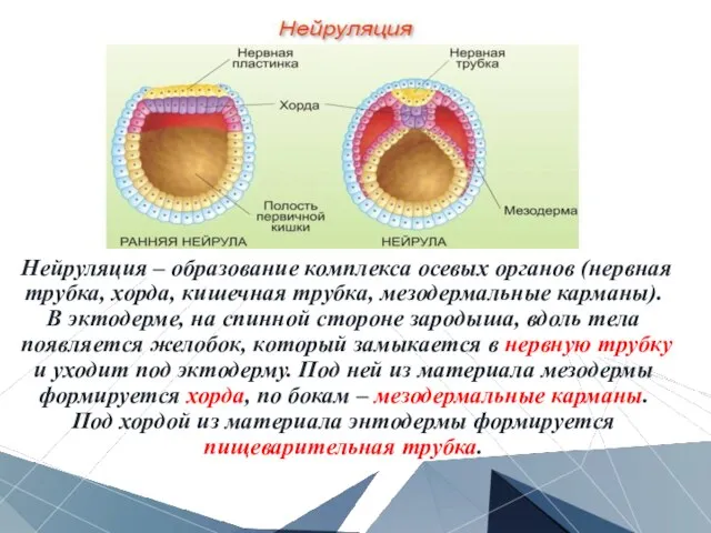 Нейруляция – образование комплекса осевых органов (нервная трубка, хорда, кишечная трубка,