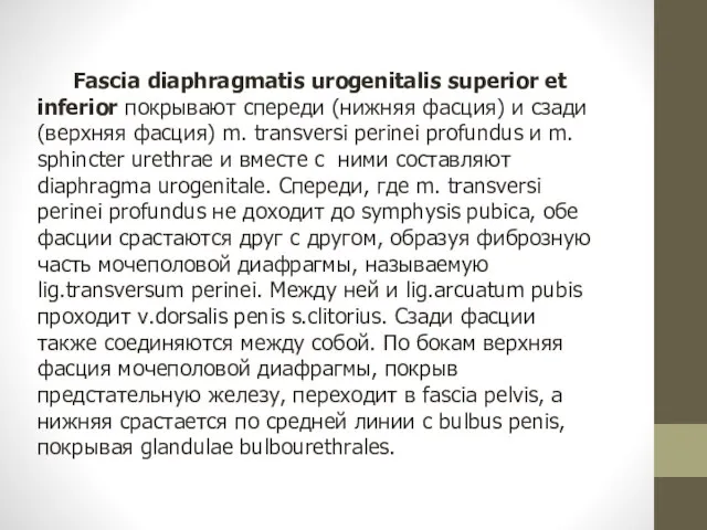 Fascia diaphragmatis urogenitalis superior et inferior покрывают спереди (нижняя фасция) и