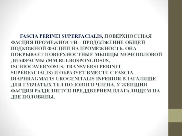 FASCIA PERINEI SUPERFACIALIS, ПОВЕРХНОСТНАЯ ФАСЦИЯ ПРОМЕЖНОСТИ – ПРОДОЛЖЕНИЕ ОБЩЕЙ ПОДКОЖНОЙ ФАСЦИИ