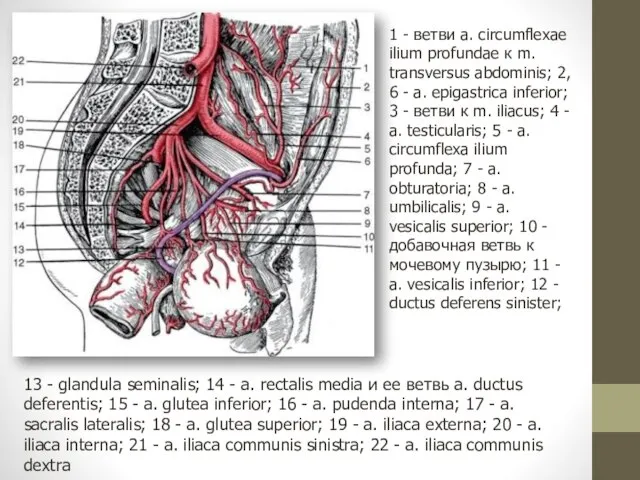 13 - glandula seminalis; 14 - a. rectalis media и ее