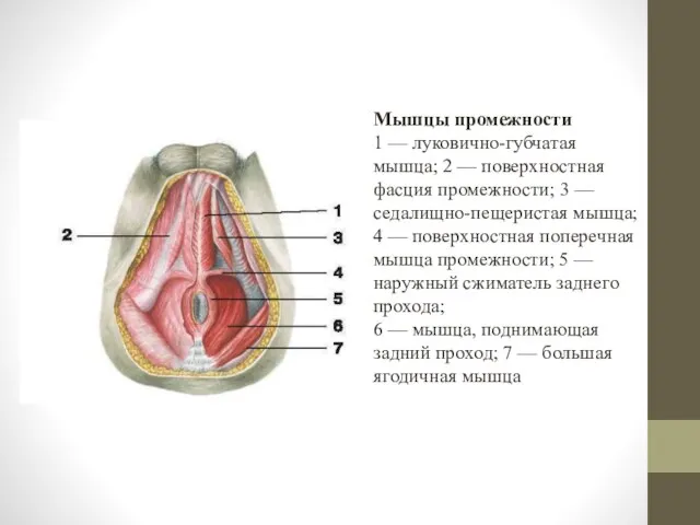 Мышцы промежности 1 — луковично-губчатая мышца; 2 — поверхностная фасция промежности;