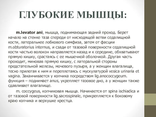 ГЛУБОКИЕ МЫШЦЫ: m.levator ani, мышца, поднимающая задний проход. Берет начало на