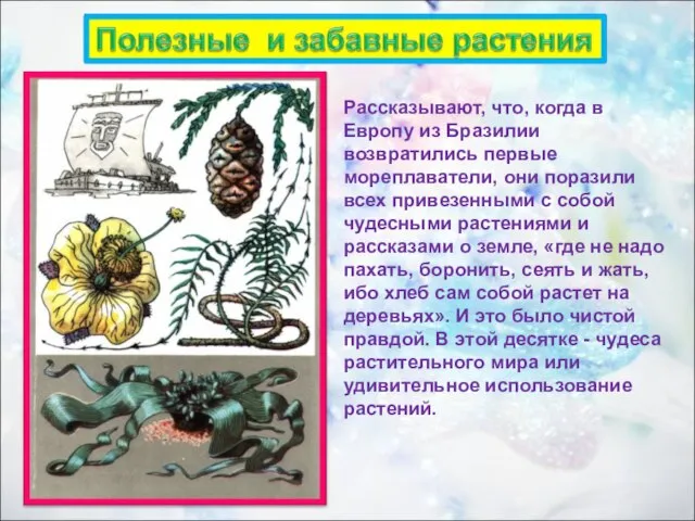 Рассказывают, что, когда в Европу из Бразилии возвратились первые мореплаватели, они