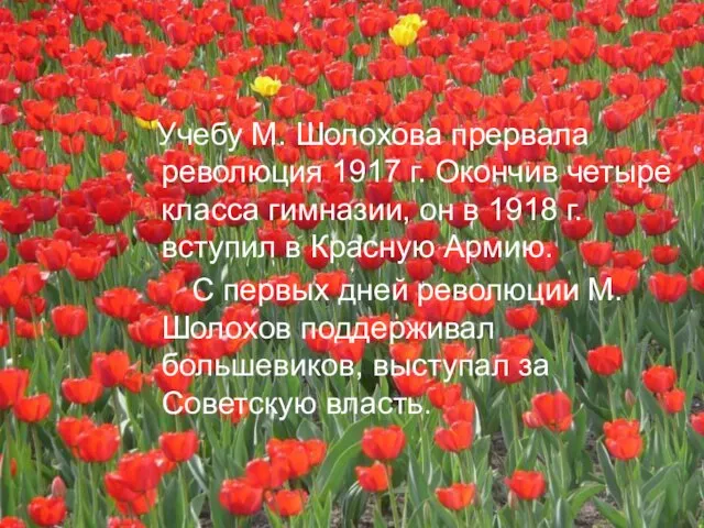 Учебу М. Шолохова прервала революция 1917 г. Окончив четыре класса гимназии,