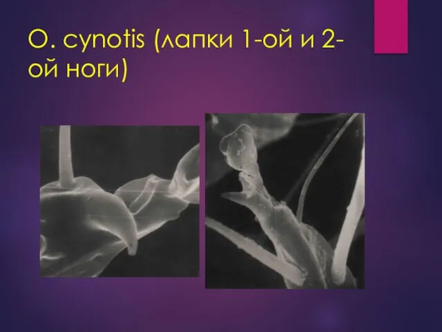 O. cynotis (лапки 1-ой и 2-ой ноги)