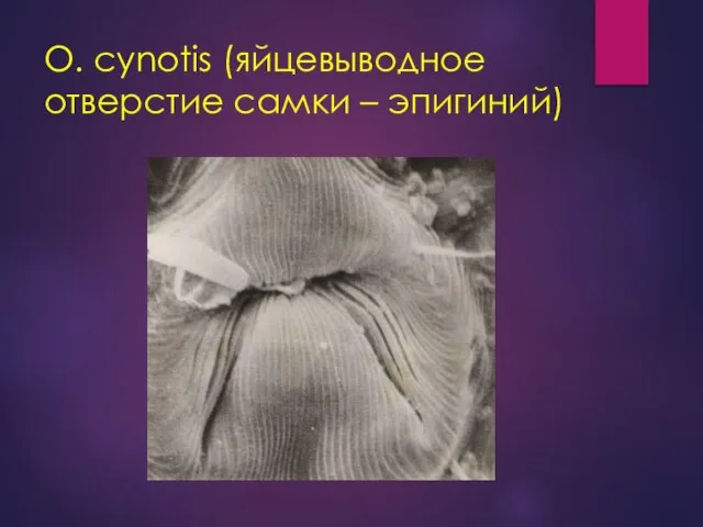O. cynotis (яйцевыводное отверстие самки – эпигиний)